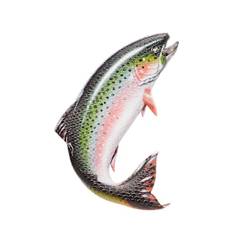 brushie trout board